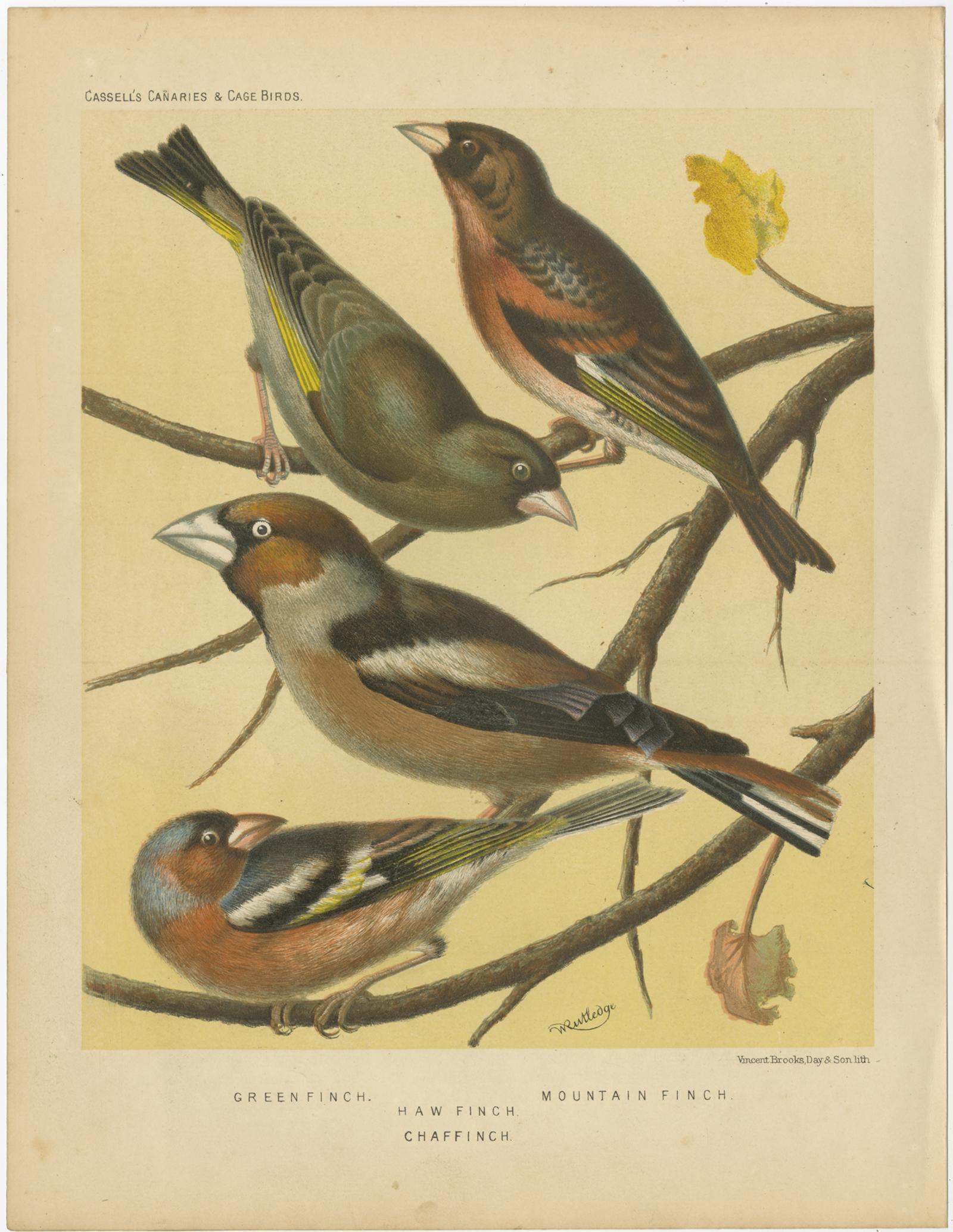 Antique bird print titled 'Greenfinch, Haw Finch, Mountain Finch, Chaffinch' Old bird print depicting the Greenfinch, Haw Finch, Mountain Finch and Chaffinch. This print originates from: 'Illustrated book of canaries and cage-birds' by W. A.