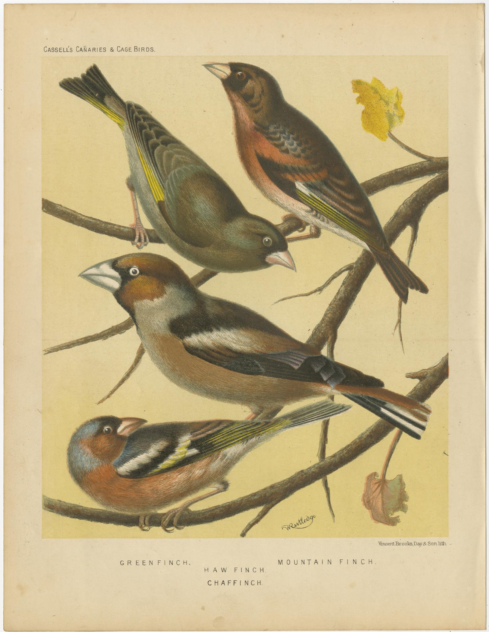 XIXe siècle Impression oiseau ancienne de Greenfinch, Haw Finch, Mountain Finch et Chaffinch en vente