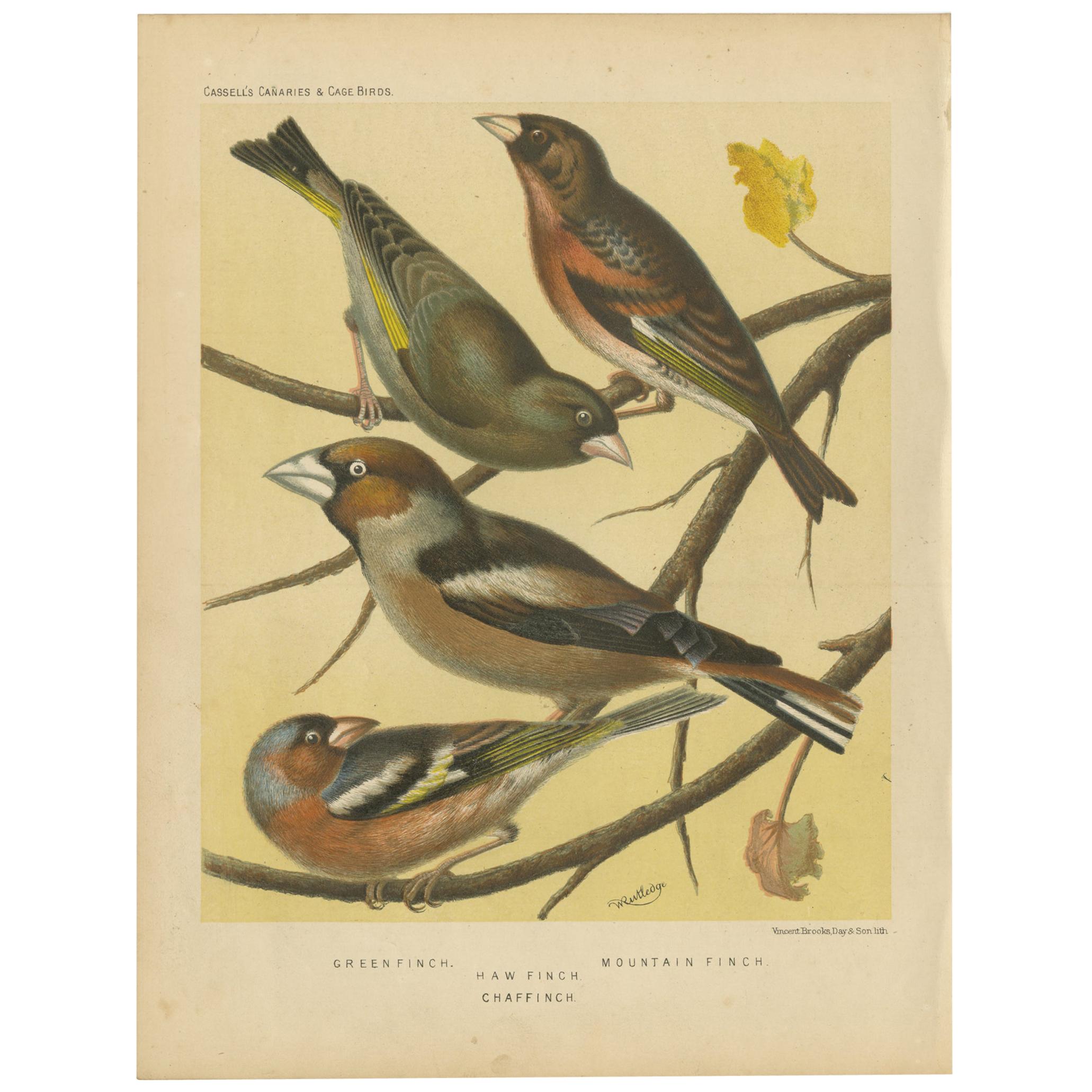 Antique Bird Print of Greenfinch, Haw Finch, Mountain Finch and Chaffinch