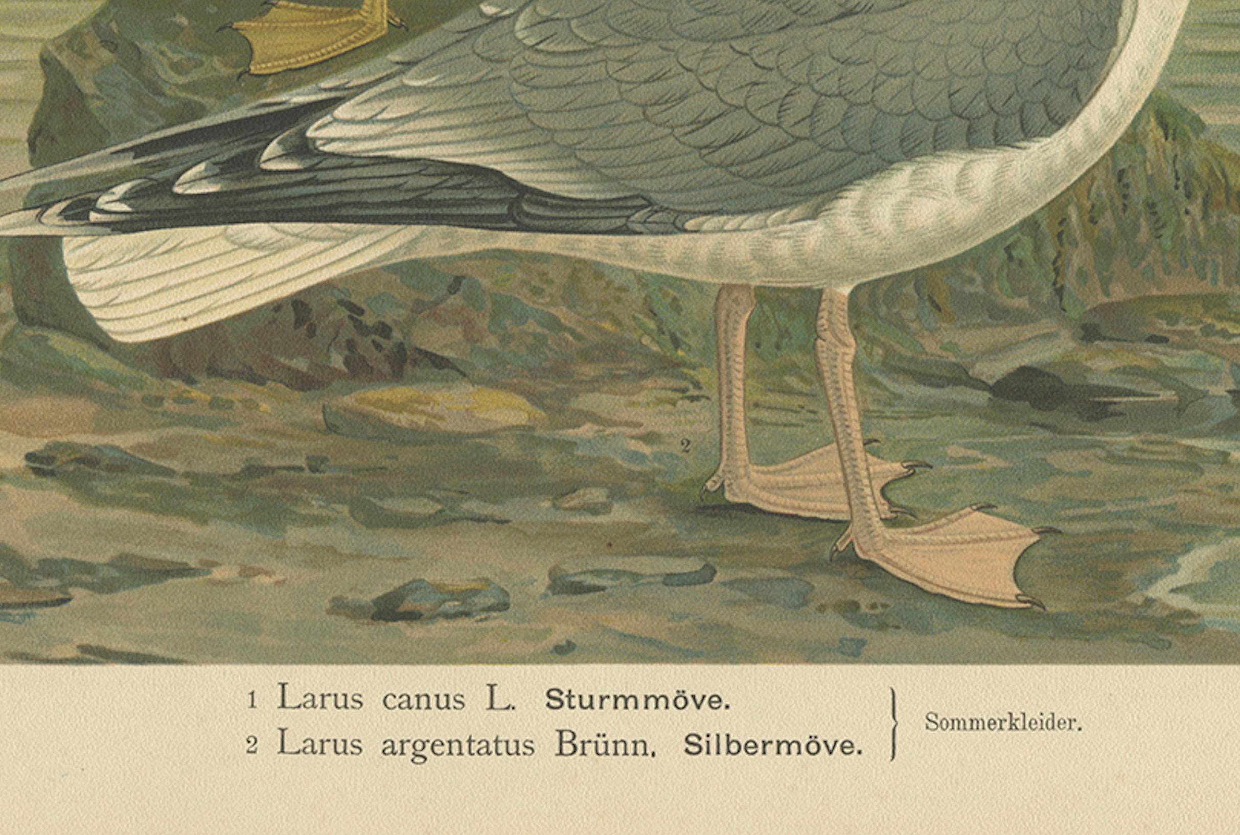Antique Bird Print of Gulls on Rocky Coastline, 19th Century Seabirds

This elegant 19th-century ornithological print features two species of gulls—Larus canus (Common Gull) and Larus argentatus (Herring Gull)—depicted in their summer plumage. The