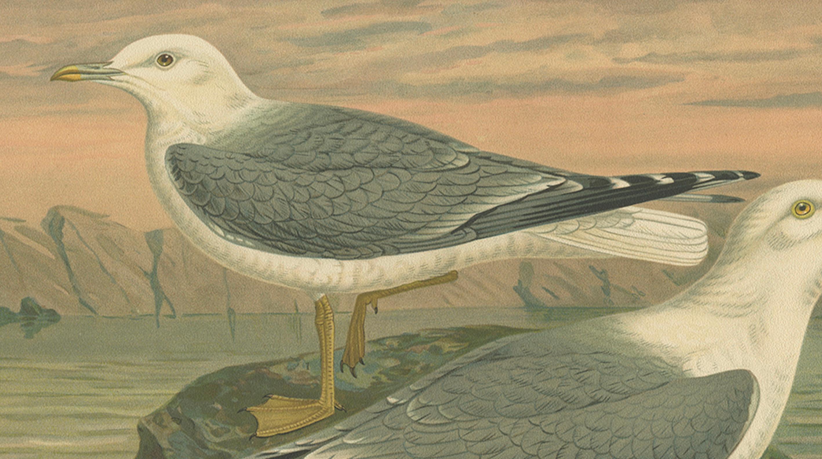 Antique Bird Print of Gulls on Rocky Coastline, 19th Century Seabirds en Bueno estado para la venta en Langweer, NL