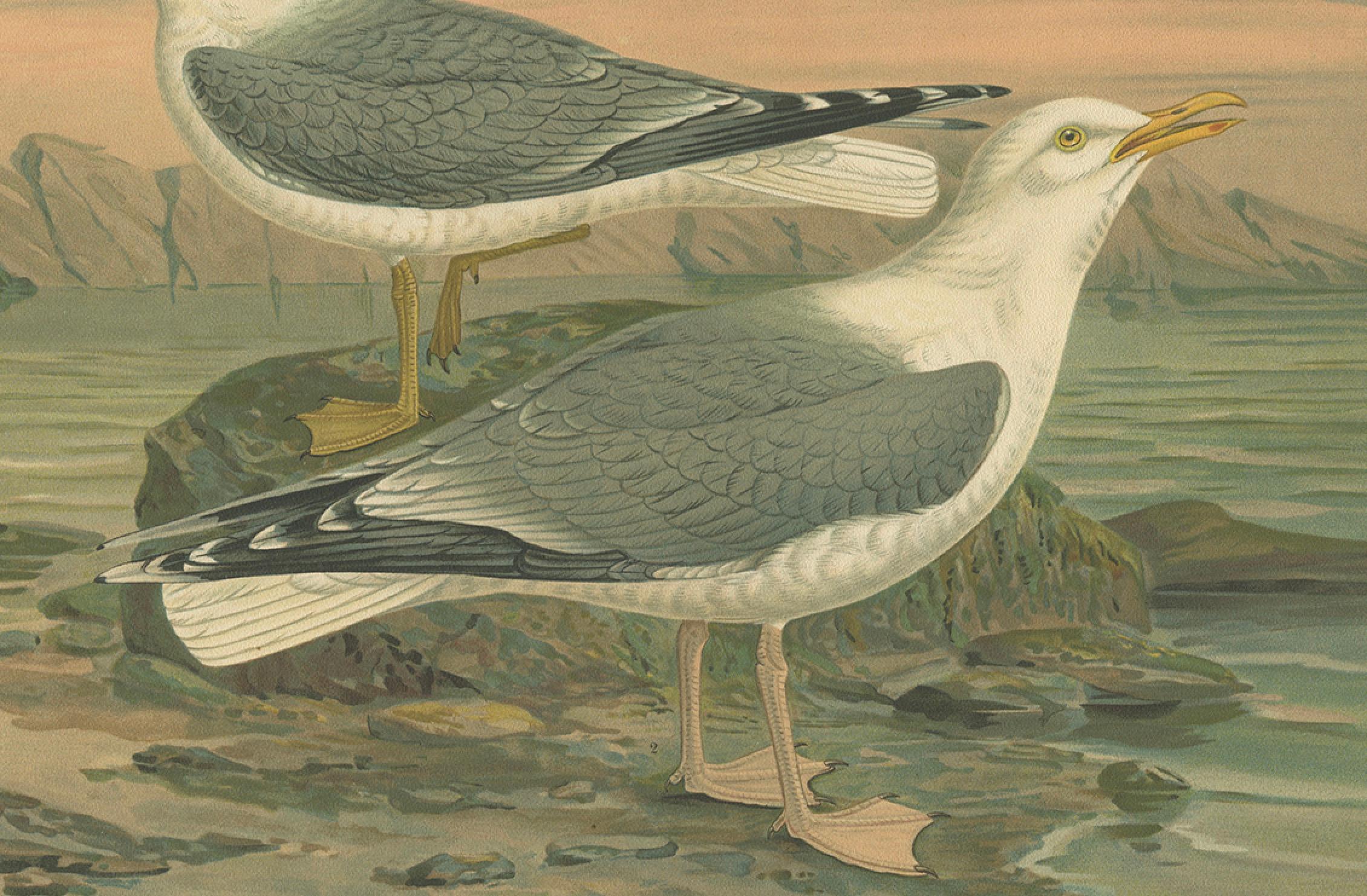 Antique Bird Print of Gulls on Rocky Coastline, 19th Century Seabirds siglo XIX en venta