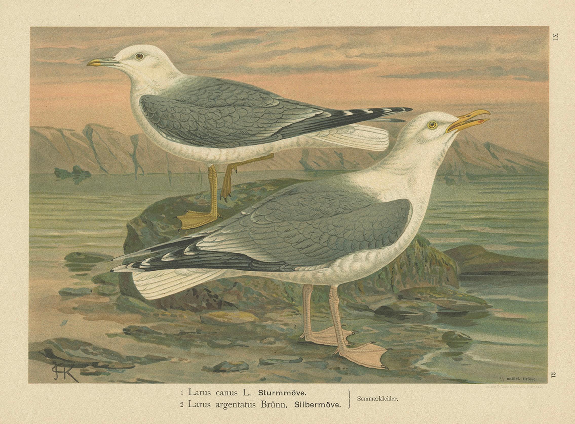 Antique Bird Print of Gulls on Rocky Coastline, 19th Century Seabirds en venta 1