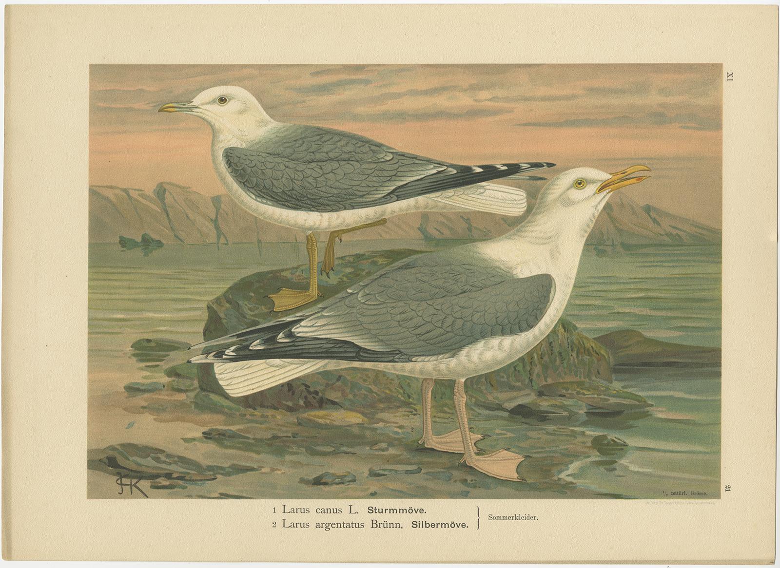 Antique Bird Print of Gulls on Rocky Coastline, 19th Century Seabirds en venta 2