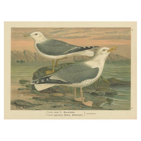Antique Bird Print of Gulls on Rocky Coastline, 19th Century Seabirds