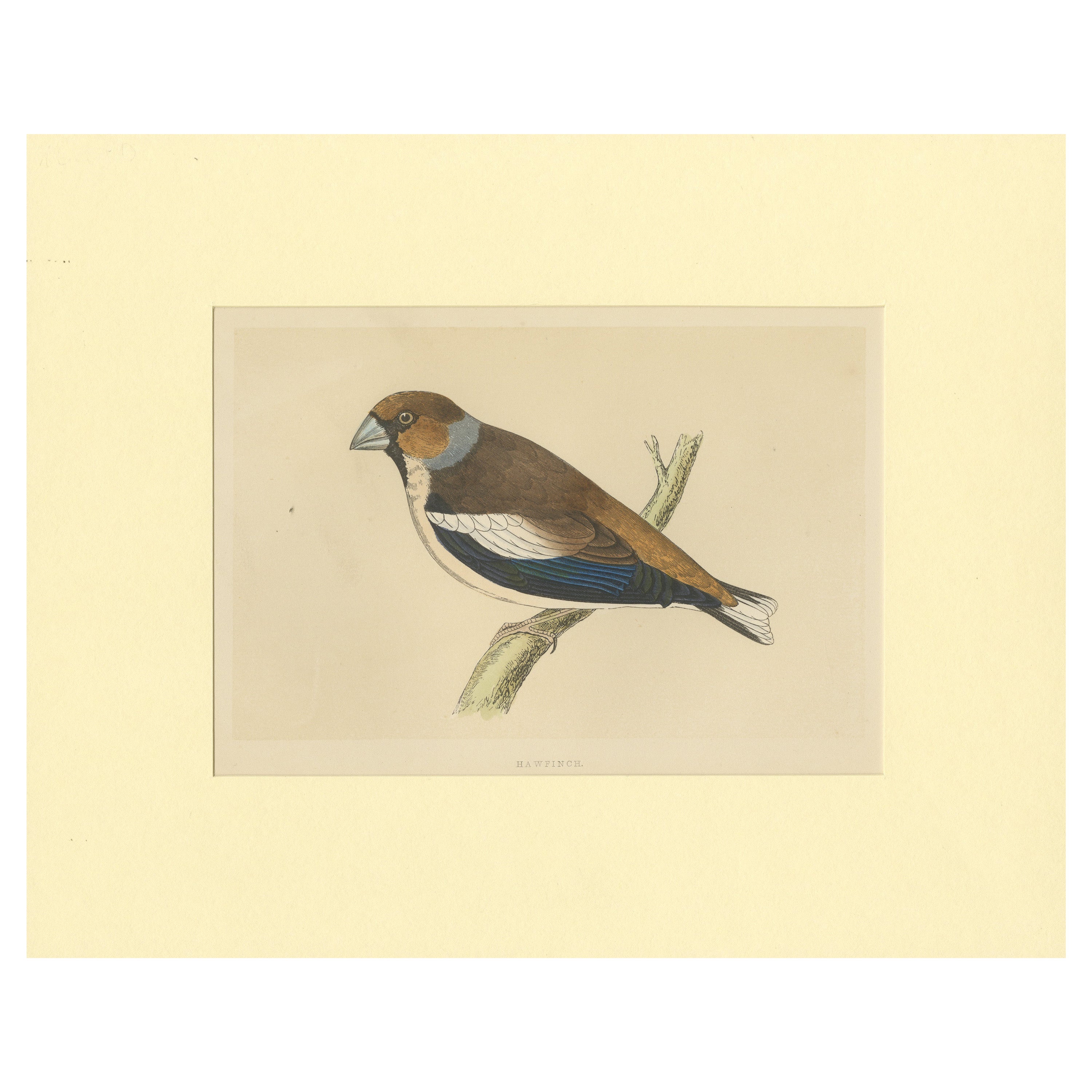 Impression oiseau ancienne de Hawfinch
