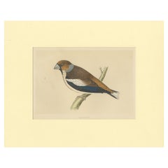 Impression oiseau ancienne de Hawfinch