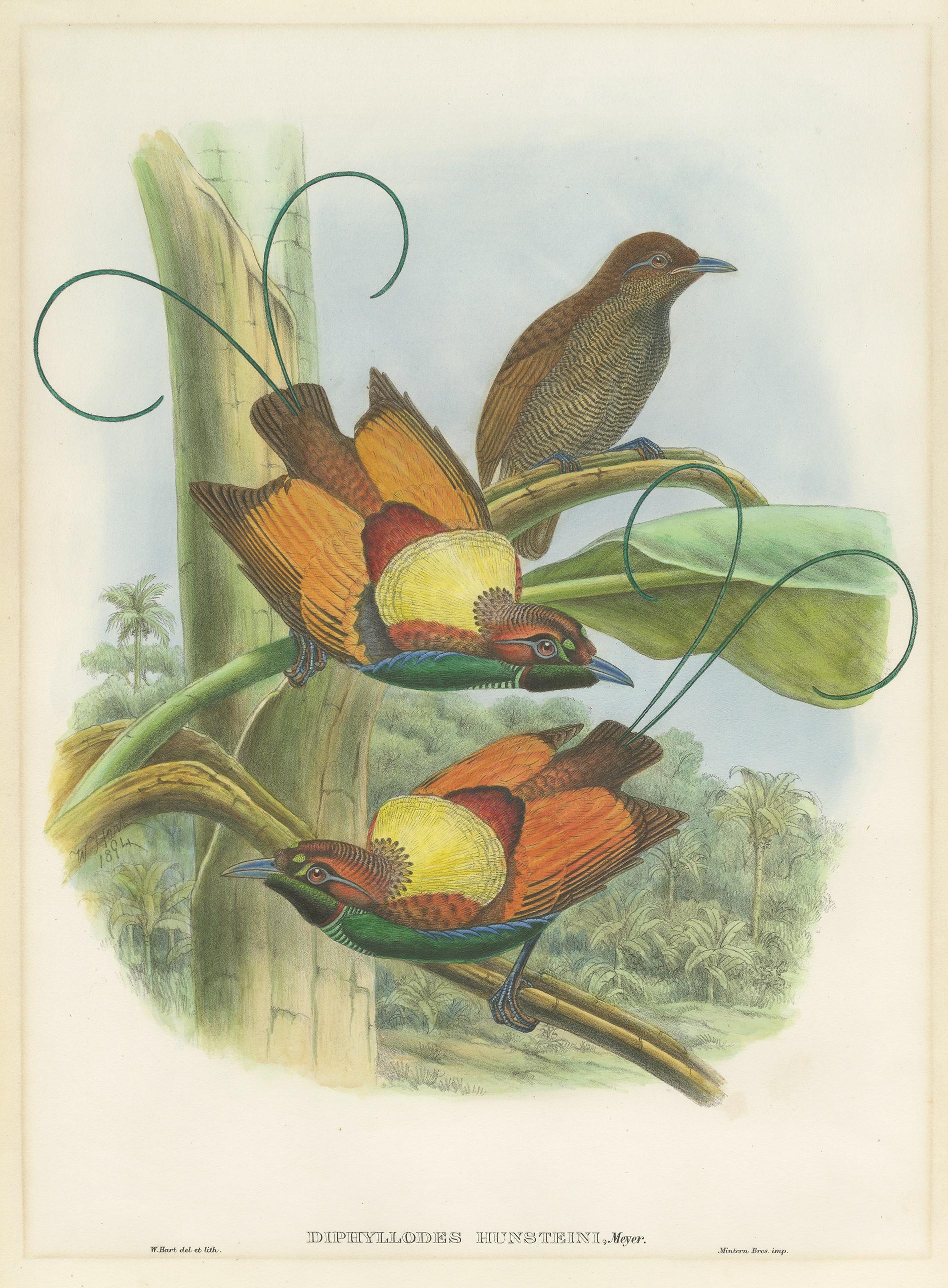 Antique bird print titled 'Diphyllodes Hunsteini'. Original lithograph of Hunstein's bird of paradise. This print originates from 'Birds of Asia' by John Gould. Published 1850-1853.