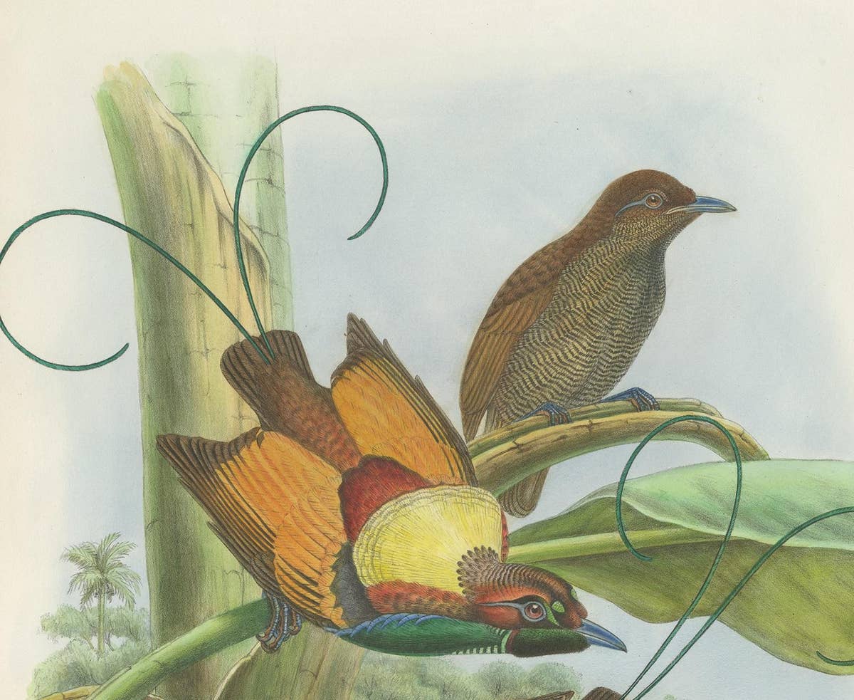 Antique Bird Print of Hunstein's Bird of Paradise by Gould, circa 1850
