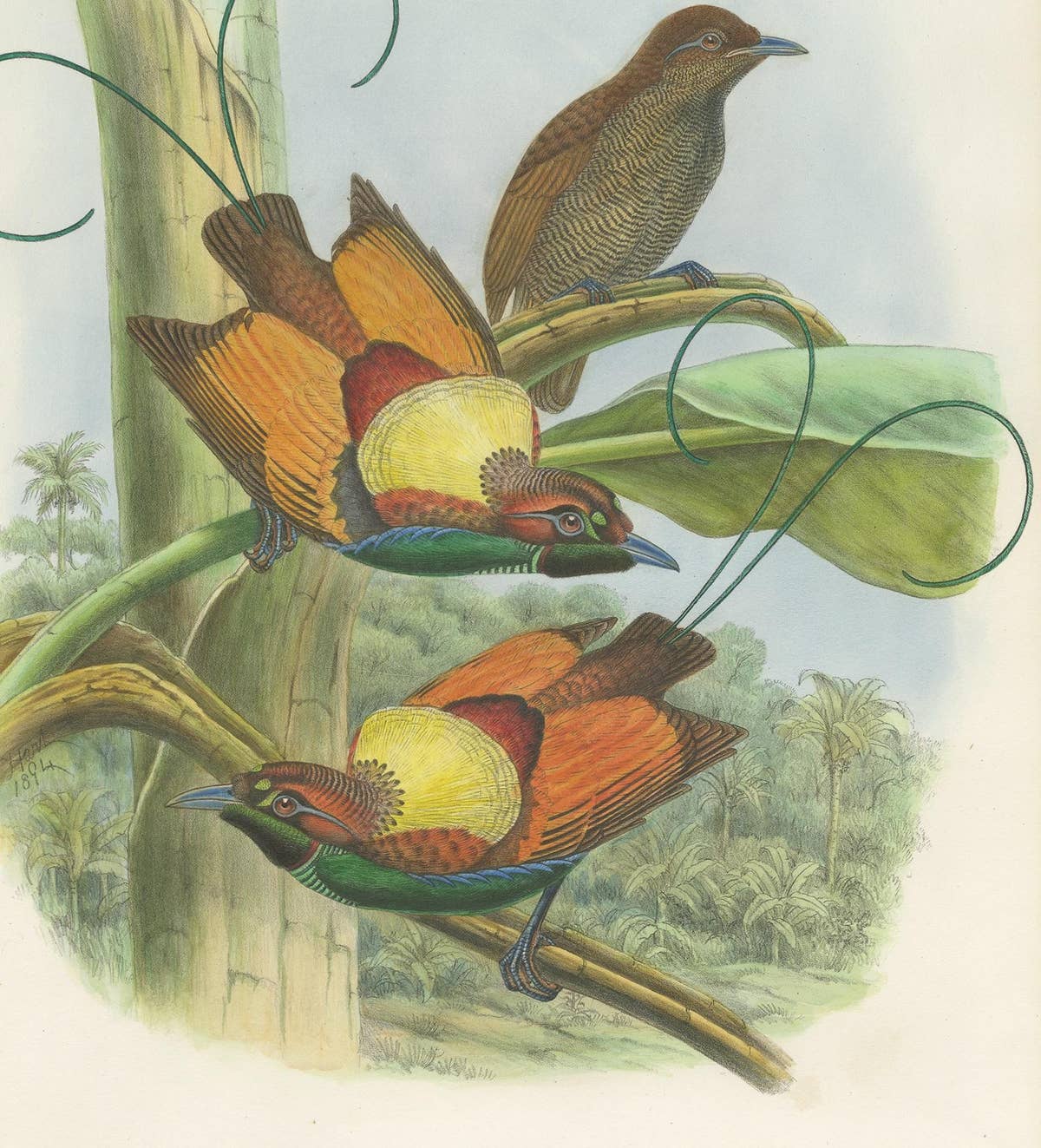 Antique Bird Print of Hunstein's Bird of Paradise by Gould, circa 1850