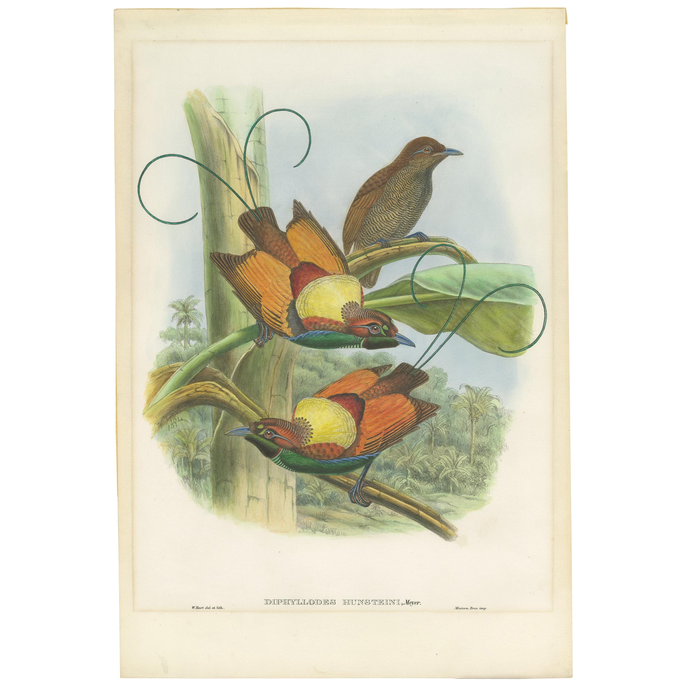 Impression ancienne d'oiseau de Hunstein's Bird of Paradise par Gould, vers 1850
