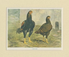 Antique Bird Print of Indian Game Chicken by André & Sleigh, circa 1900