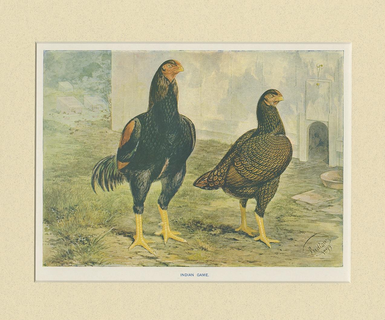 Stampa antica di uccelli di pollo indiano di André & Sleigh, circa 1900 In condizioni buone in vendita a Langweer, NL
