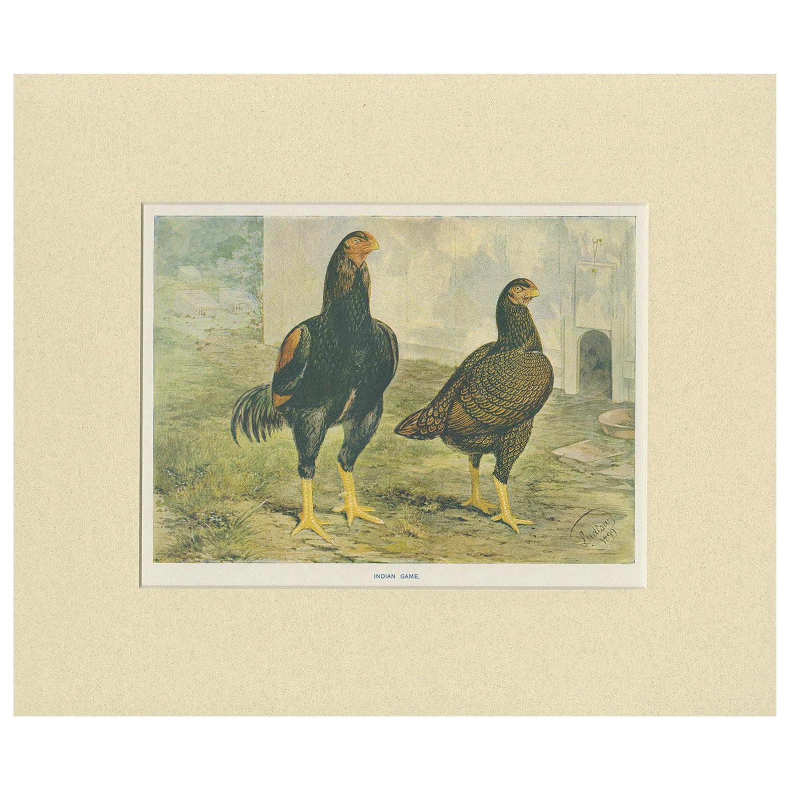 Antique Bird Print of Indian Game Chicken by André & Sleigh, circa 1900