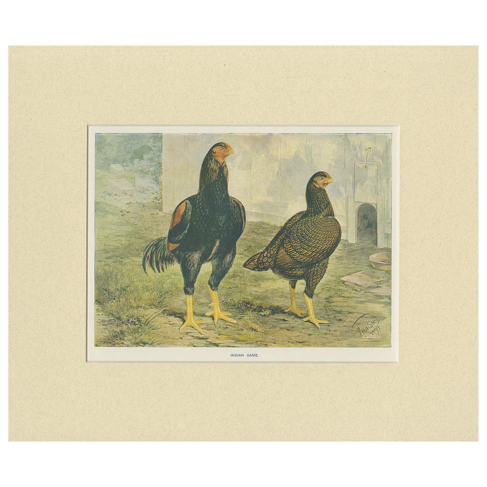 Stampa antica di uccelli di pollo indiano di André & Sleigh, circa 1900