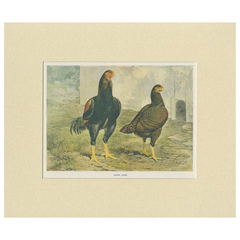 Antique Bird Print of Indian Game Chicken by André & Sleigh, circa 1900