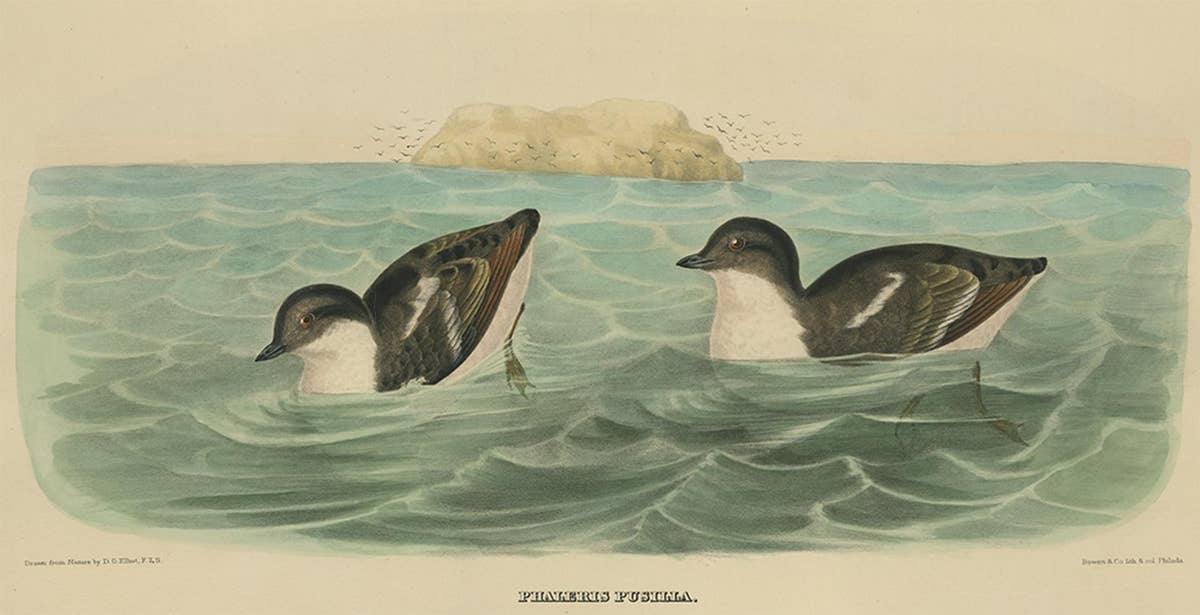 Antique Bird Print of Least Auk made after D.G. Elliot, 1869