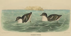 Antique Bird Print of Least Auk made after D.G. Elliot, 1869