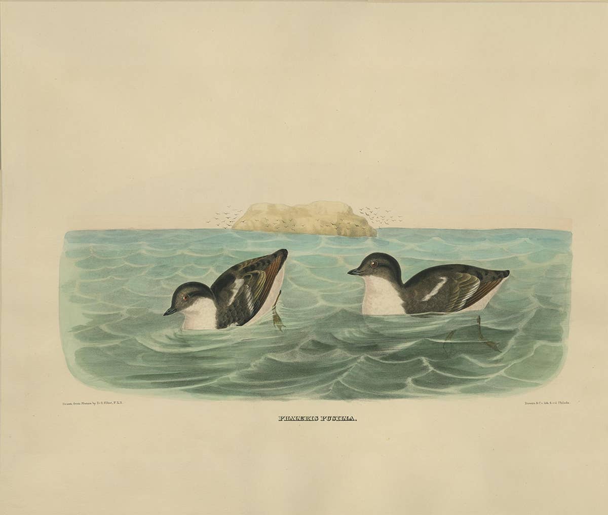 Antique Bird Print of Least Auk made after D.G. Elliot, 1869