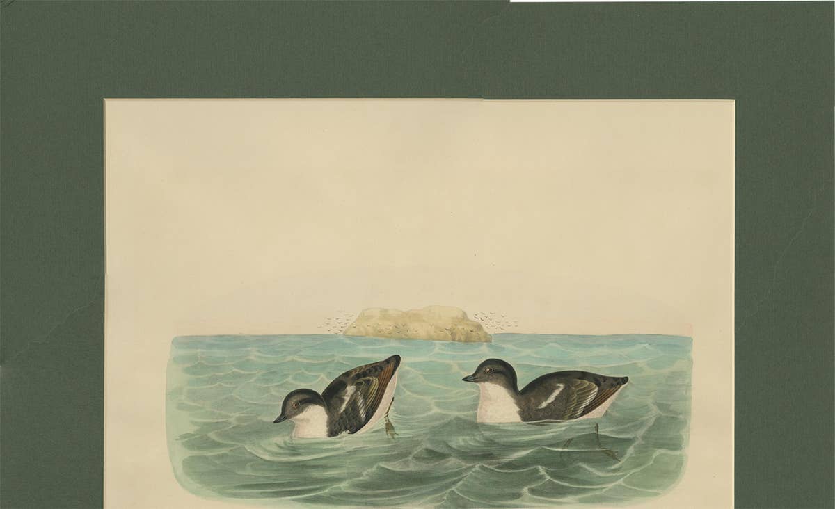 Antique Bird Print of Least Auk made after D.G. Elliot, 1869