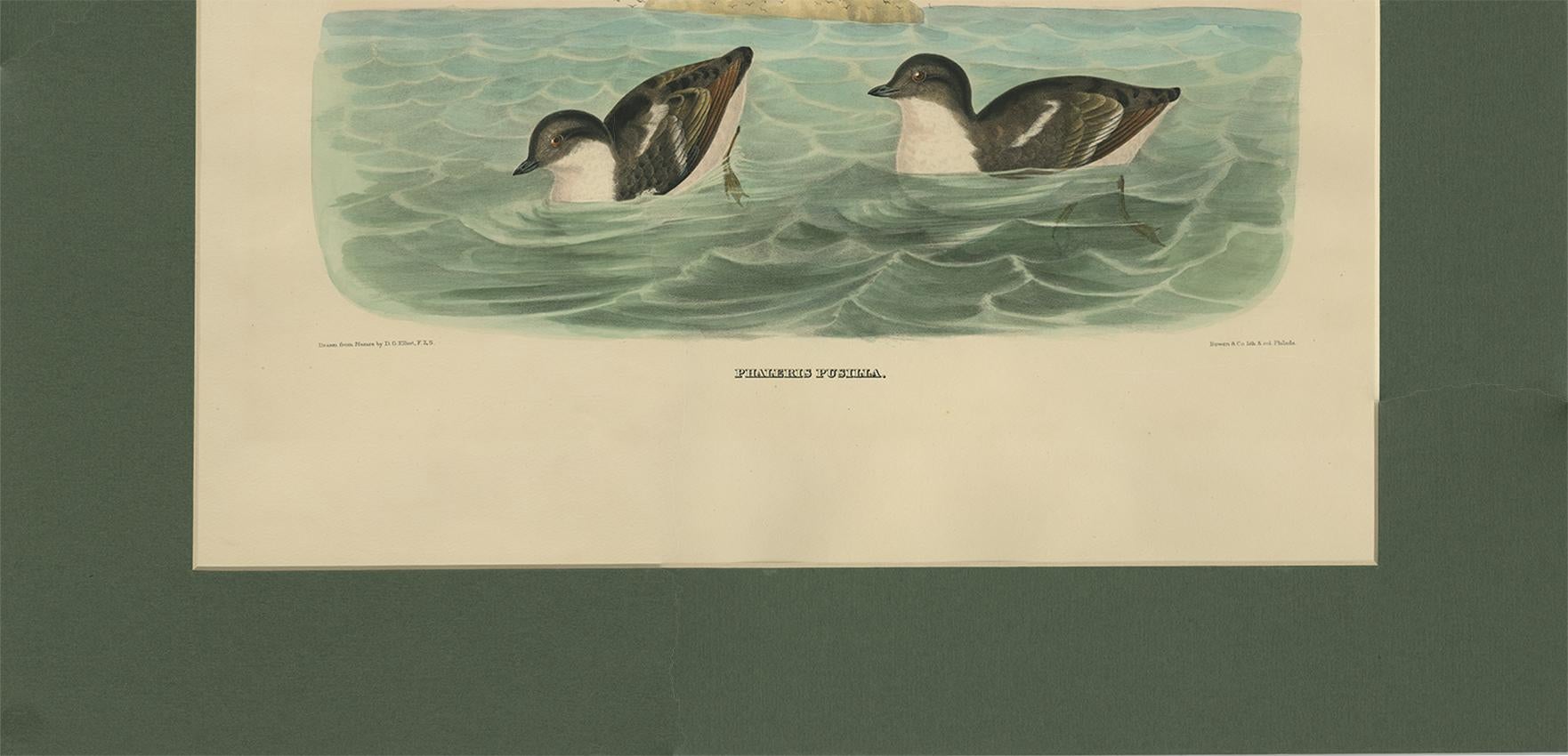 Paper Antique Bird Print of Least Auk made after D.G. Elliot, 1869 For Sale