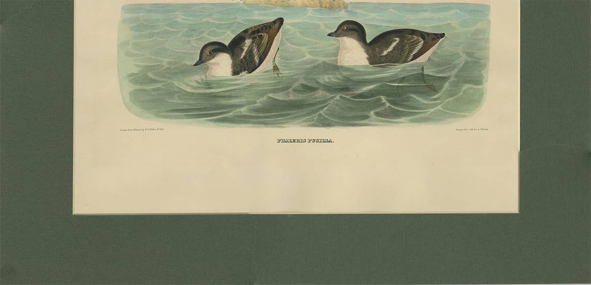 Antique Bird Print of Least Auk made after D.G. Elliot, 1869