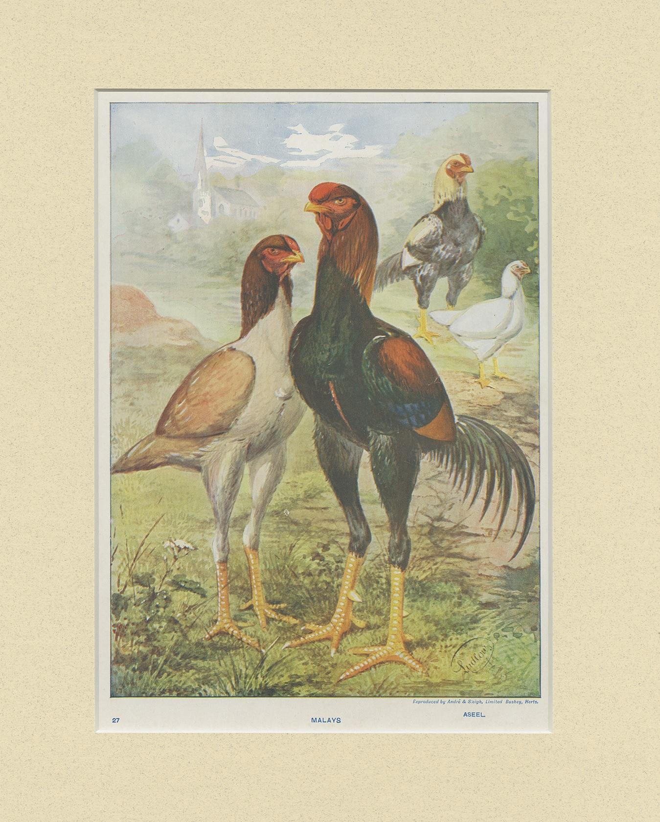 Stampa antica dal titolo 'Malays'. Stampa di polli malesi, una razza di pollo da caccia. Riprodotto da André & Sleigh dopo un disegno di J.W. Ludlow, un artista specializzato in uccelli domestici.

Passepartout incluso.