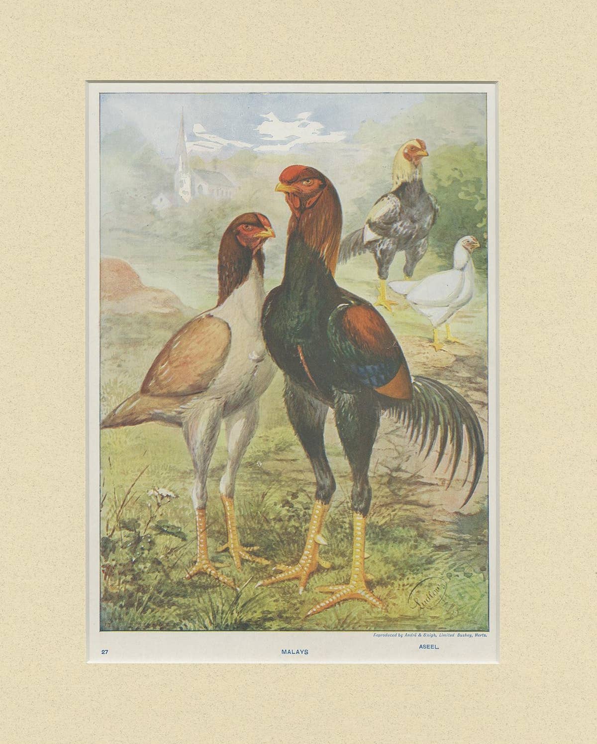 Antique Bird Print of Malay Chicken by André & Sleigh 'circa 1900'