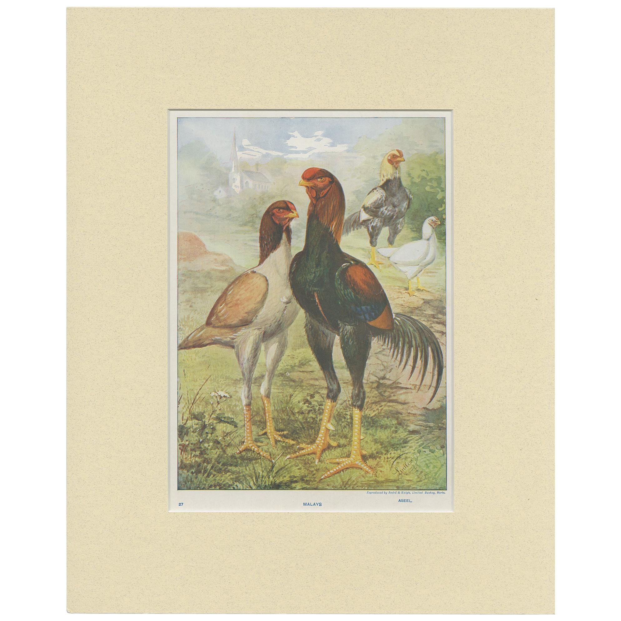 Antique Bird Print of Malay Chicken by André & Sleigh 'circa 1900'