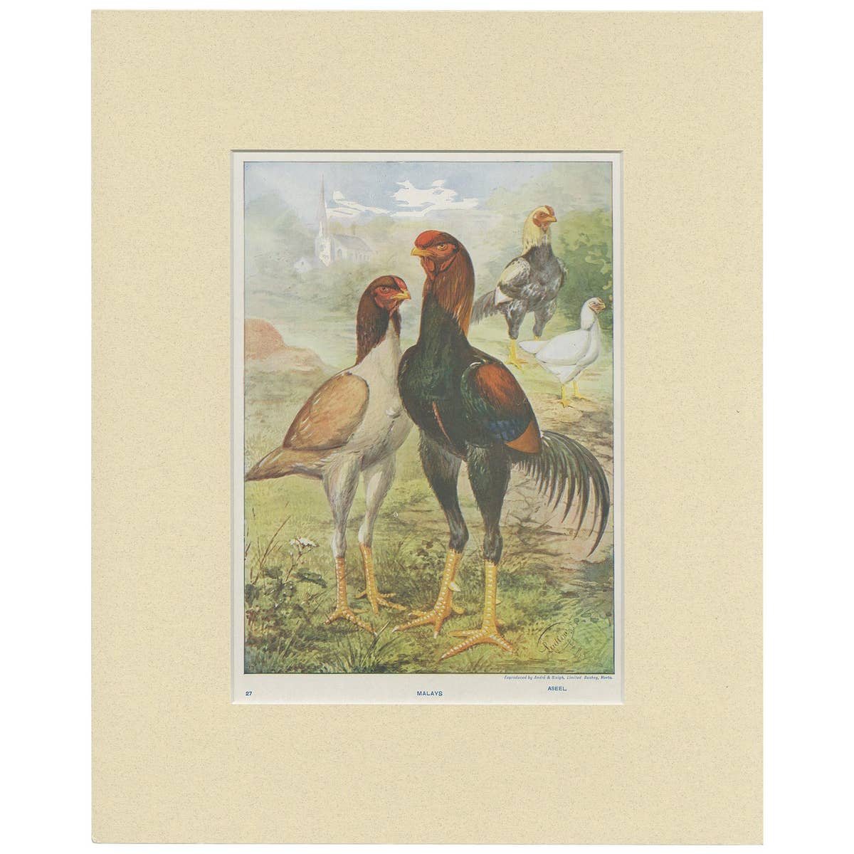 Antique Bird Print of Malay Chicken by André & Sleigh 'circa 1900'