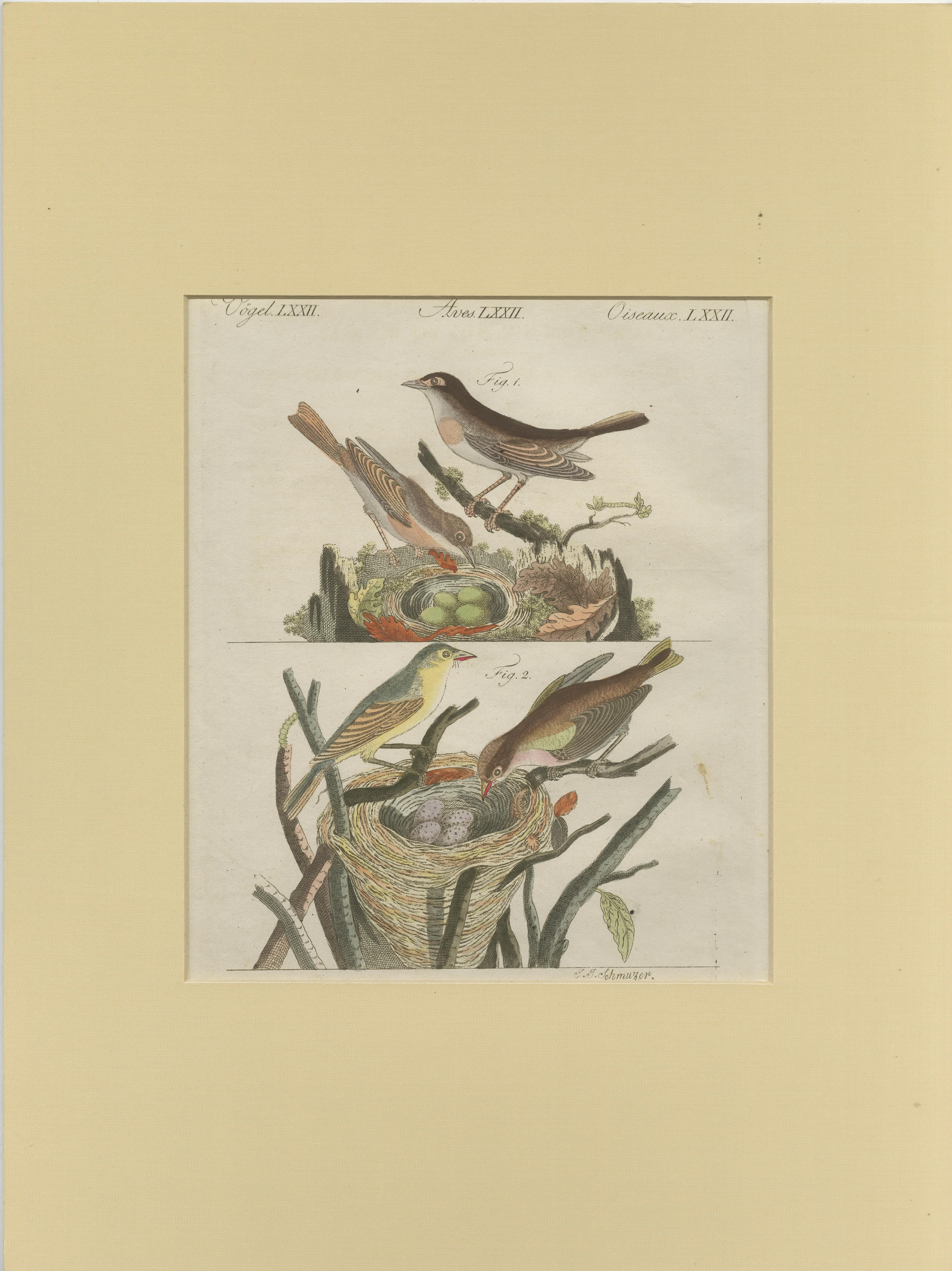Gravure ancienne illustrant les espèces de rossignols. Cette estampe provient du 