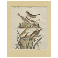 Stampa antica di uccelli usignoli