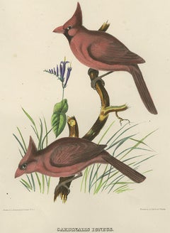 Antique Bird Print of Northern Cardinals Made After D.G. Elliot, 1869
