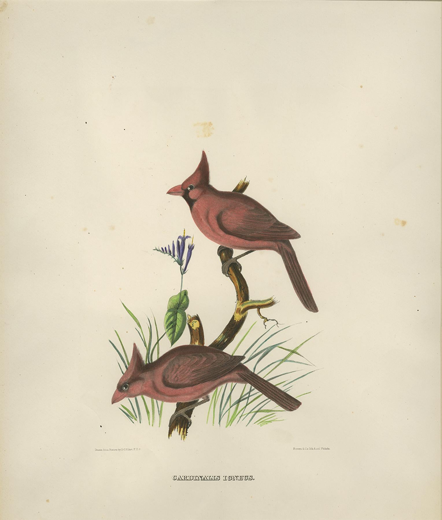 Antique Bird Print of Northern Cardinals Made After D.G. Elliot, 1869 In Good Condition For Sale In Langweer, NL