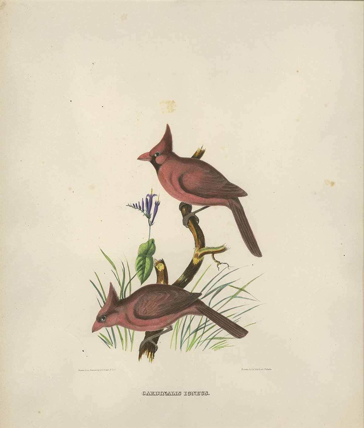 Antique Bird Print of Northern Cardinals Made After D.G. Elliot, 1869