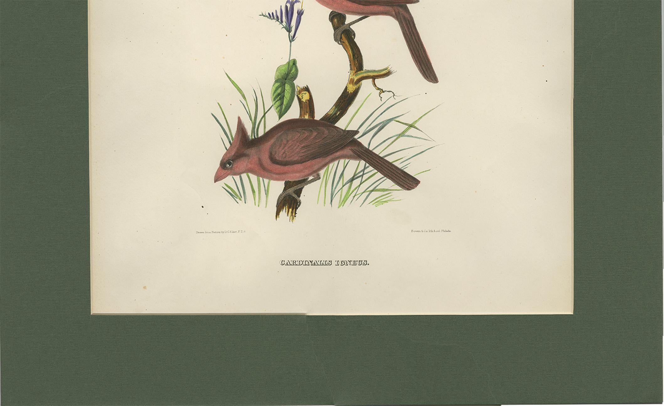 19th Century Antique Bird Print of Northern Cardinals Made After D.G. Elliot, 1869 For Sale