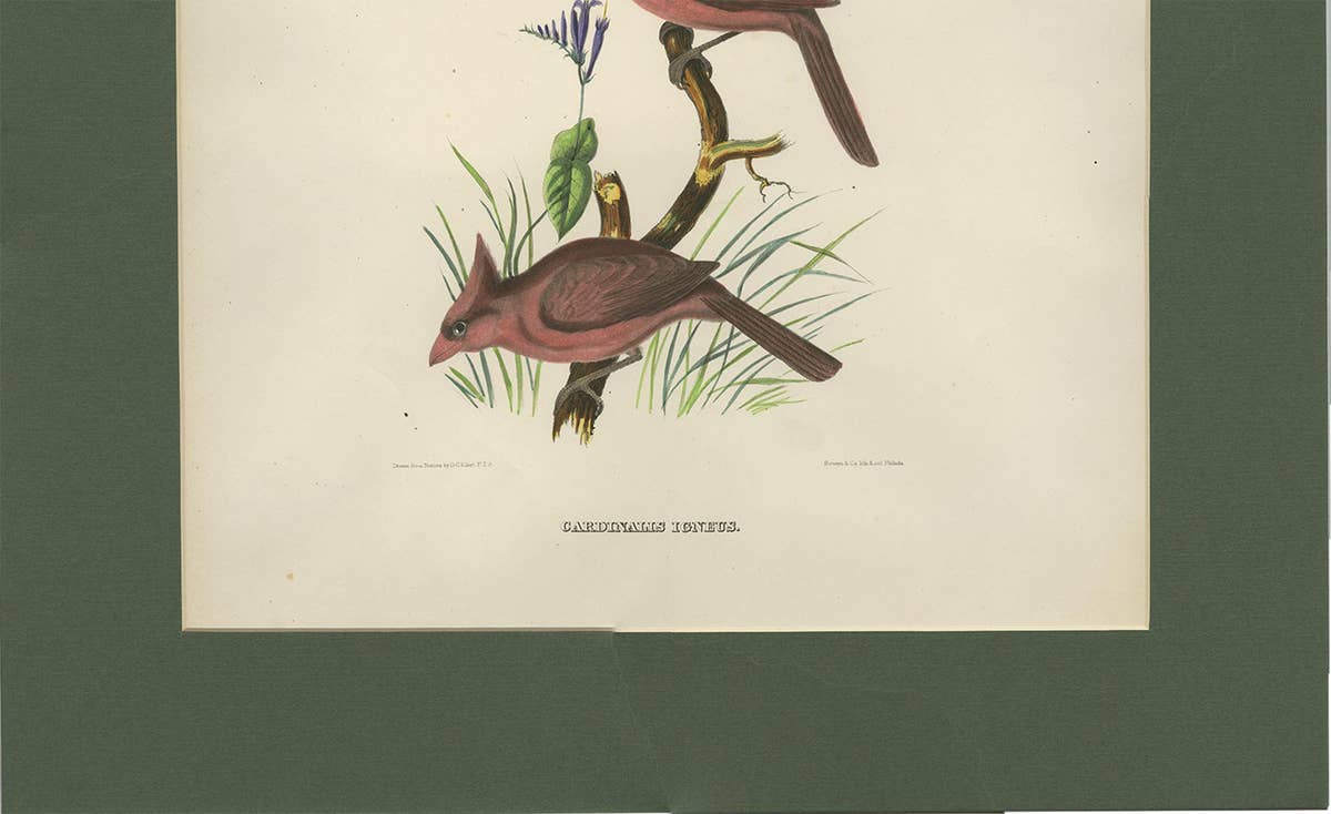 Antique Bird Print of Northern Cardinals Made After D.G. Elliot, 1869