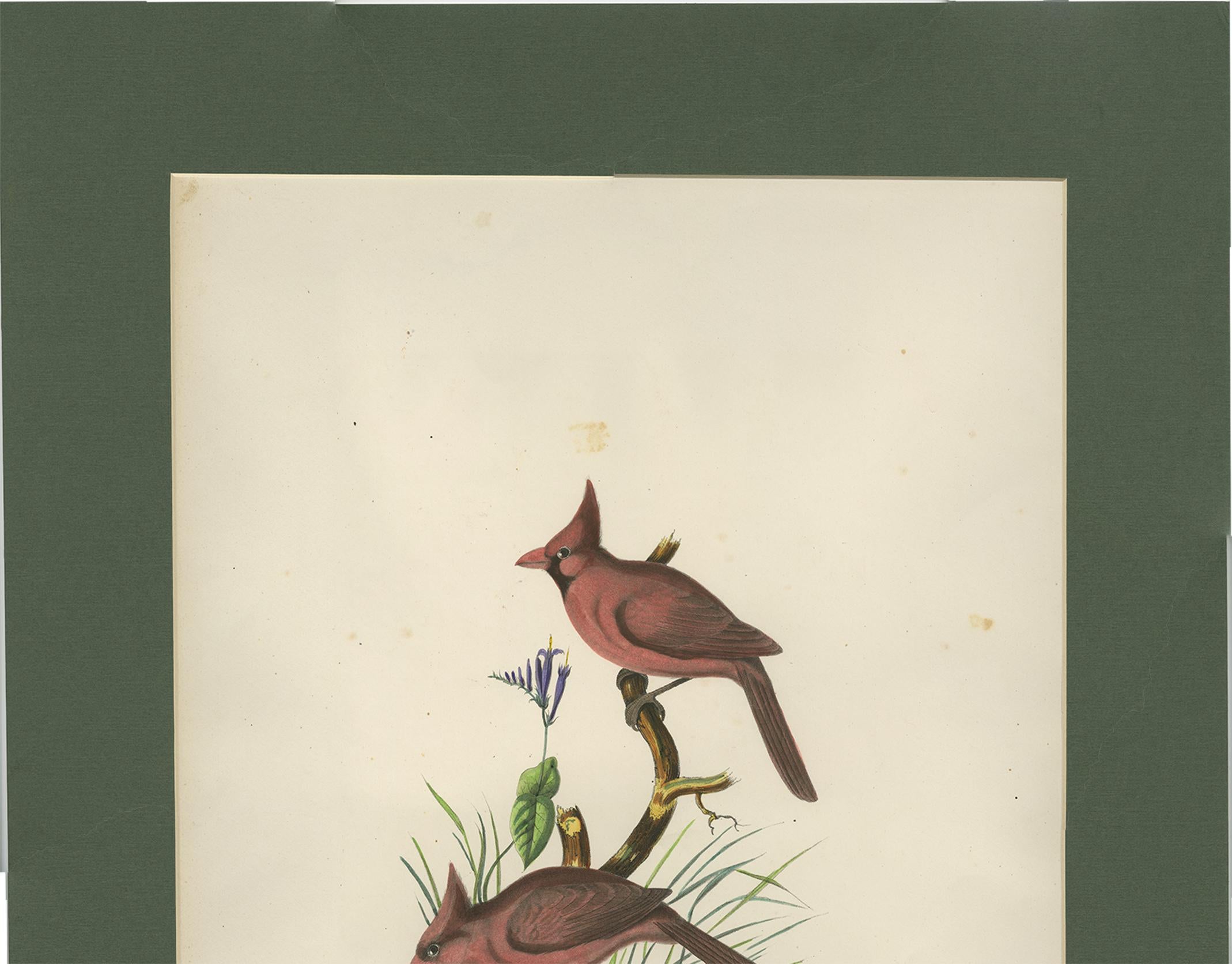 Antique Bird Print of Northern Cardinals Made After D.G. Elliot, 1869 For Sale 3