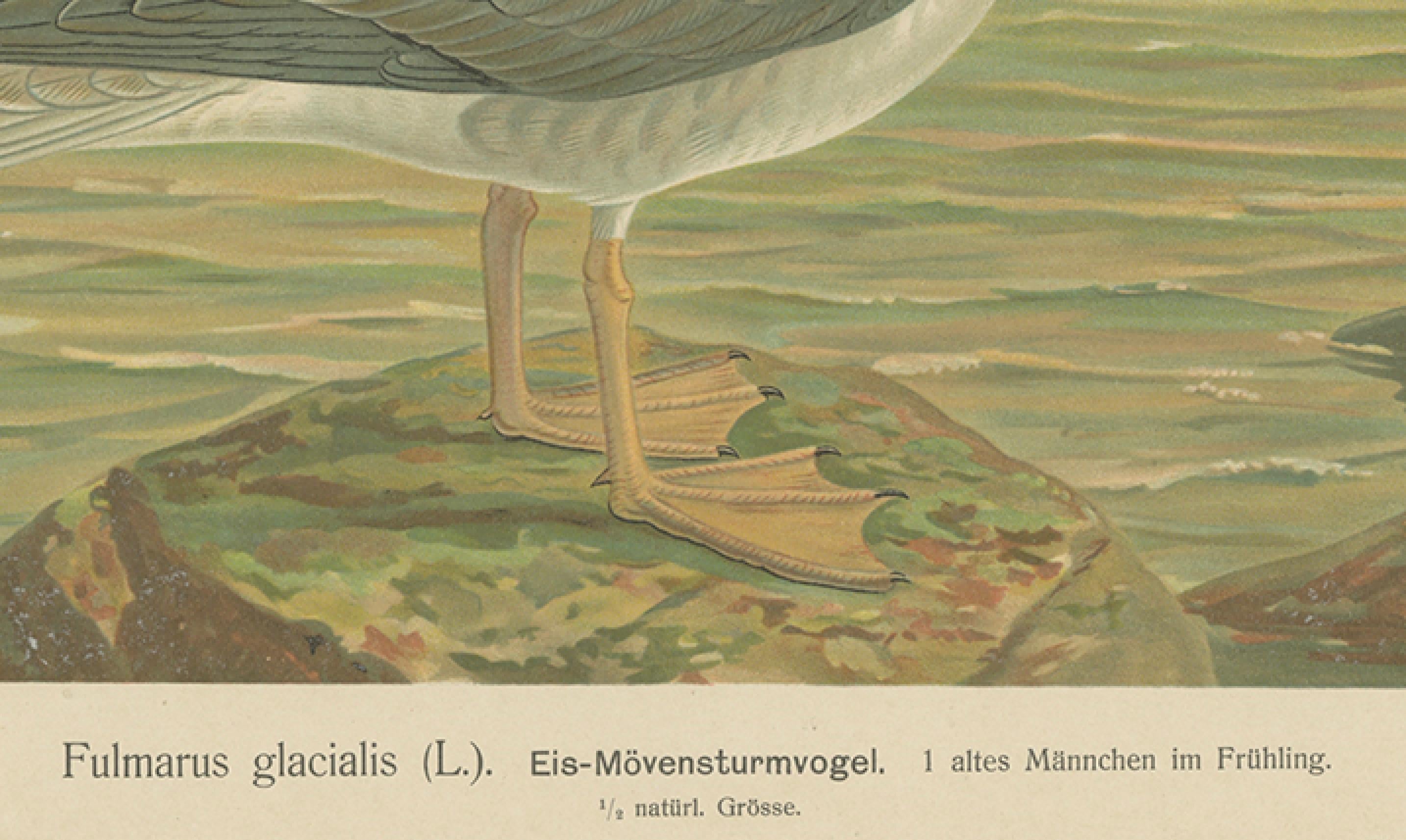 Antique Bird Print of Northern Fulmar at Sea, 19th Century Seabird Illustration

This atmospheric 19th-century chromolithograph features a Northern Fulmar (Fulmarus glacialis), shown perched on a rocky outcrop against a softly glowing seascape. The