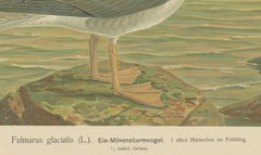 Antique Bird Print of Northern Fulmar at Sea, 19th Century Seabird Illustration