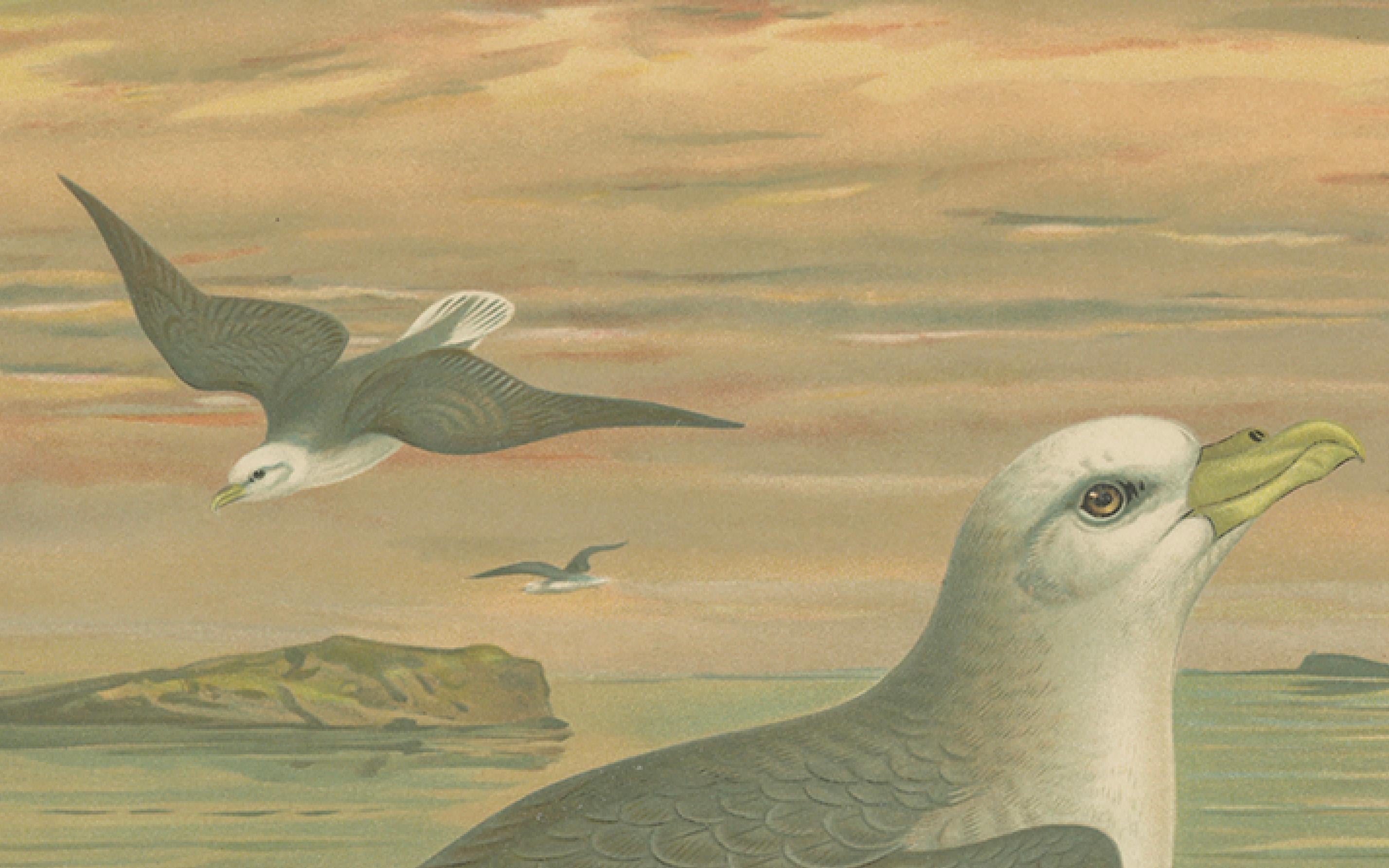 Antique Bird Print of Northern Fulmar at Sea, 19th Century Seabird Illustration en Bueno estado para la venta en Langweer, NL