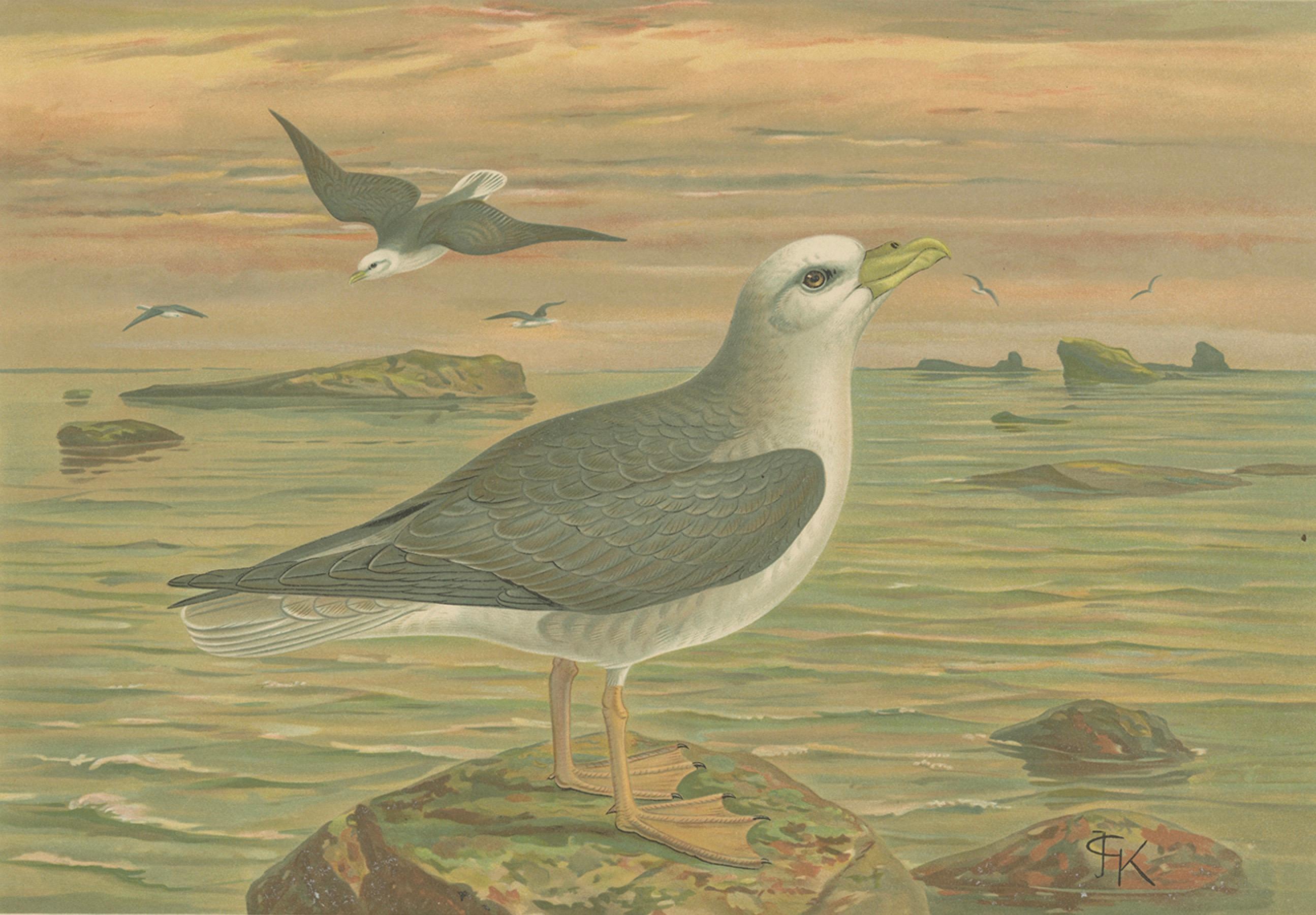 Antique Bird Print of Northern Fulmar at Sea, 19th Century Seabird Illustration siglo XIX en venta