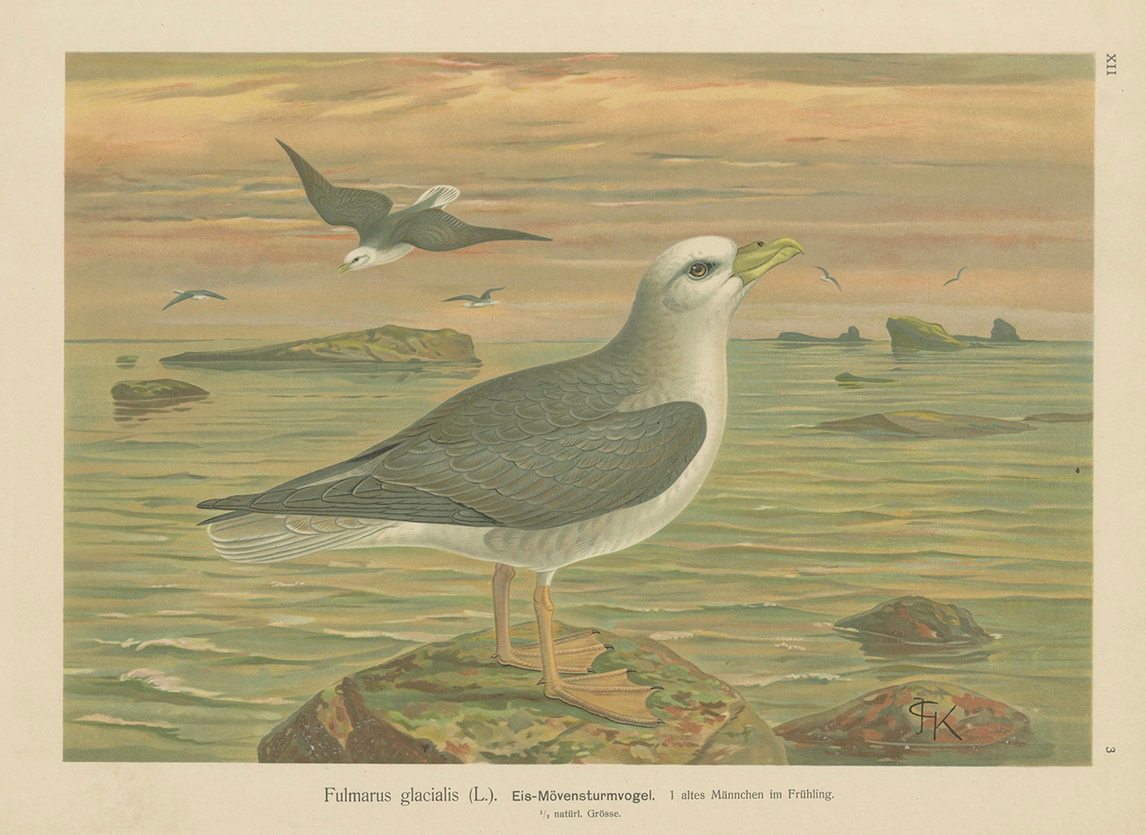 Antique Bird Print of Northern Fulmar at Sea, 19th Century Seabird Illustration Papel en venta