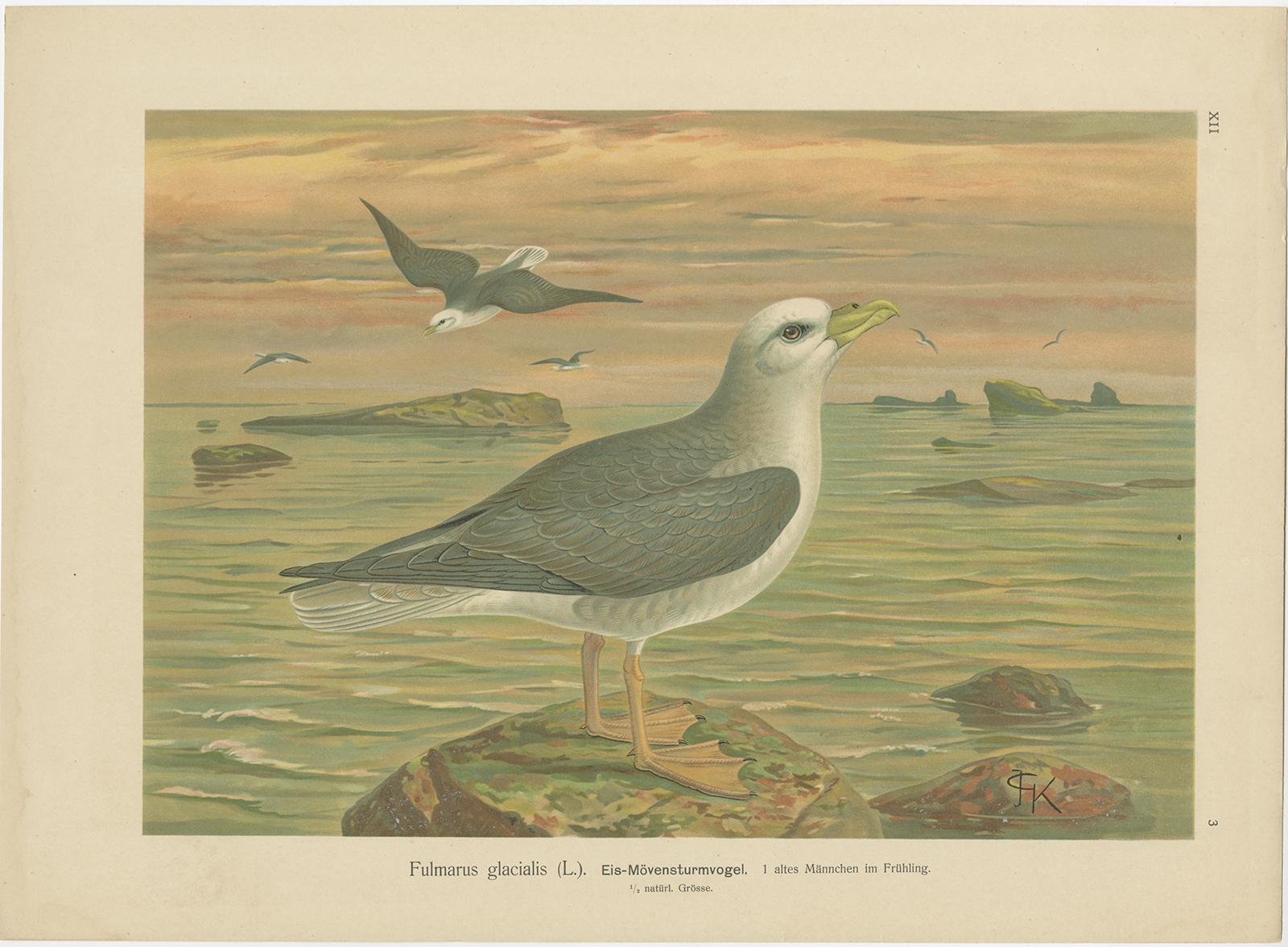 Antique Bird Print of Northern Fulmar at Sea, 19th Century Seabird Illustration en venta 1