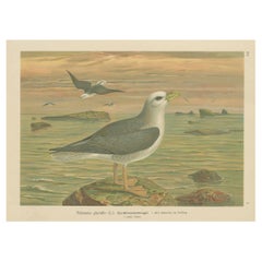 Antique Bird Print of Northern Fulmar at Sea, 19th Century Seabird Illustration