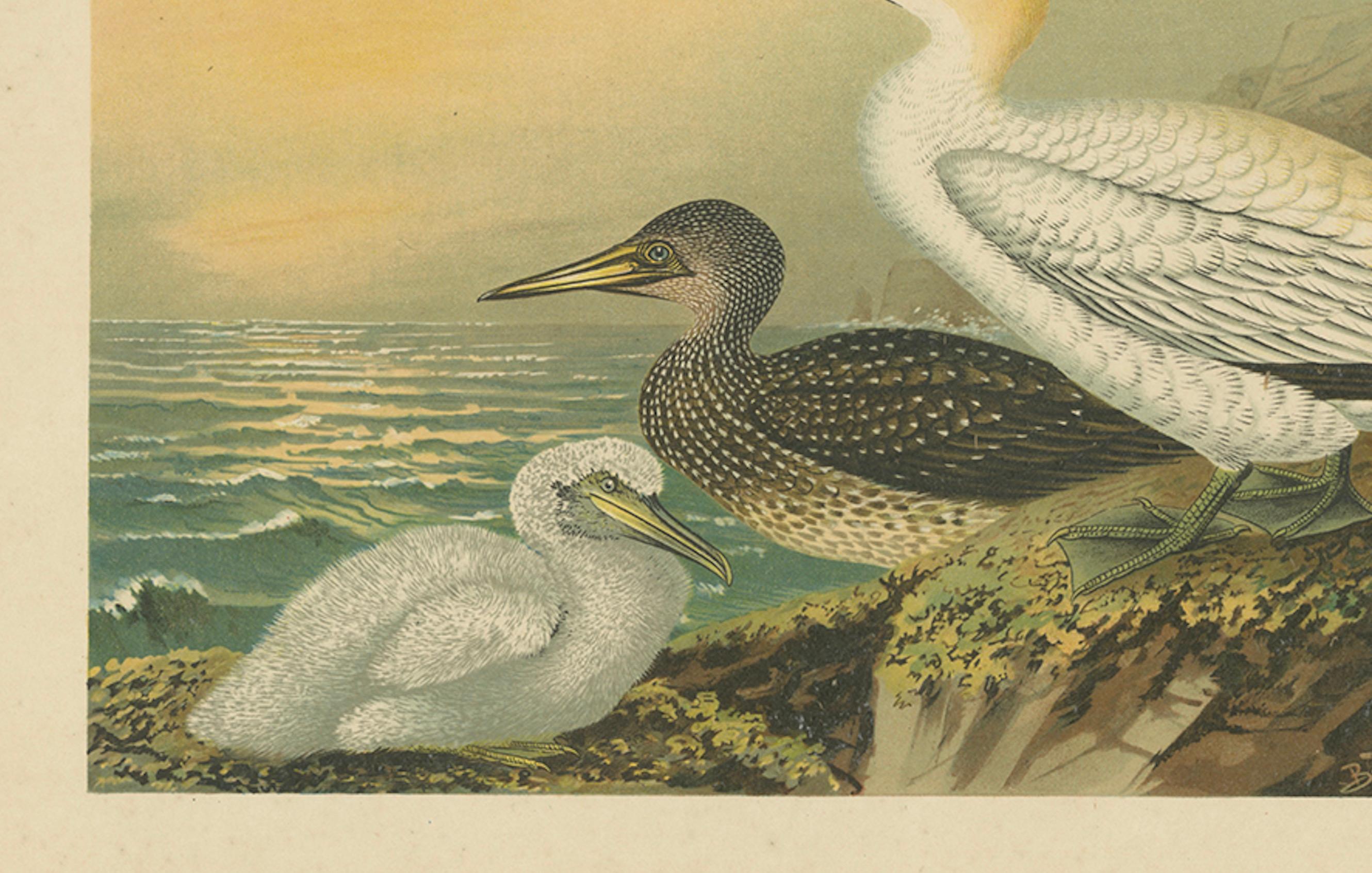 Antique Bird Print of Northern Gannets on Cliffside at Sunset, 19th Century en Bueno estado para la venta en Langweer, NL
