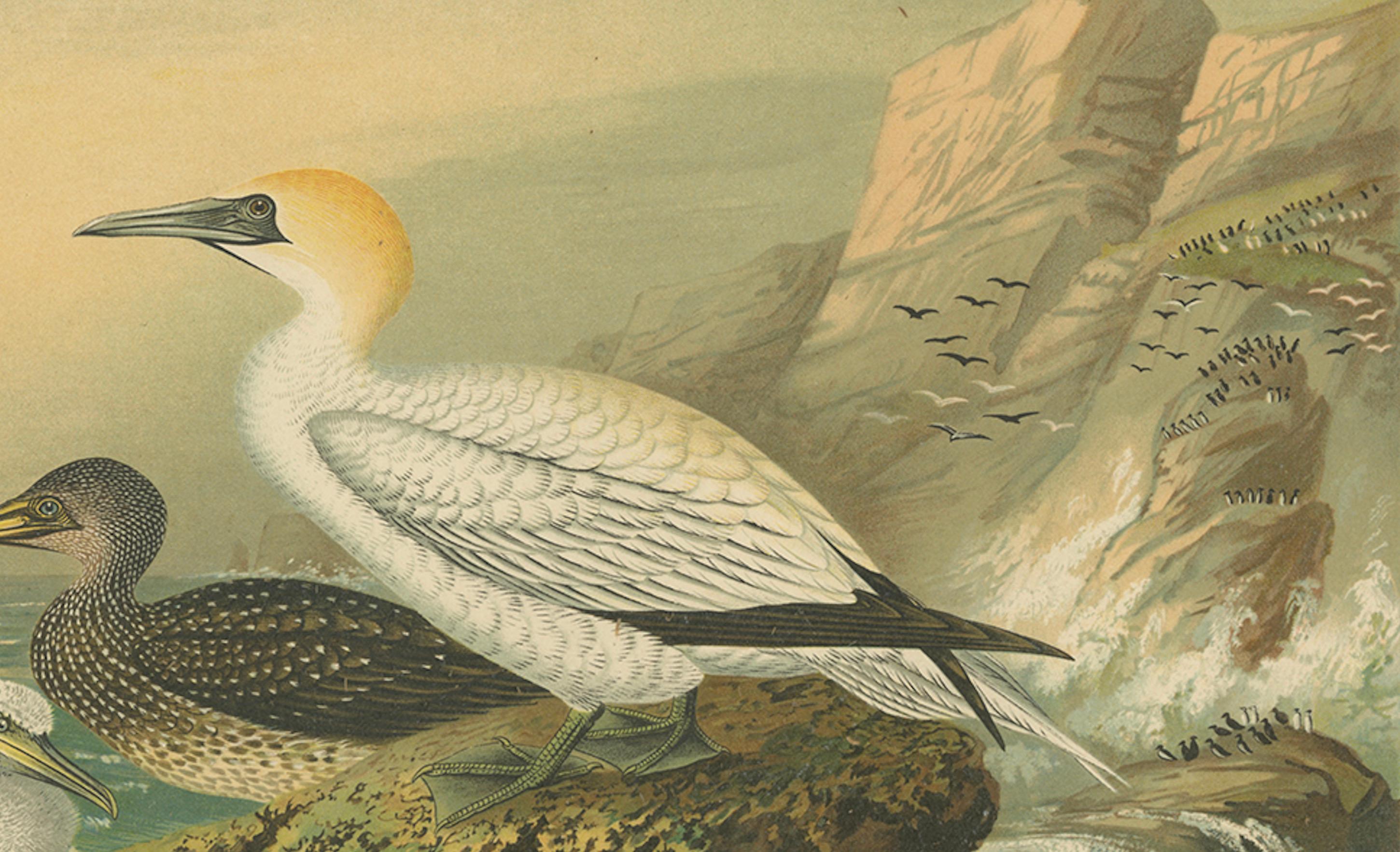 Antique Bird Print of Northern Gannets on Cliffside at Sunset, 19th Century siglo XIX en venta