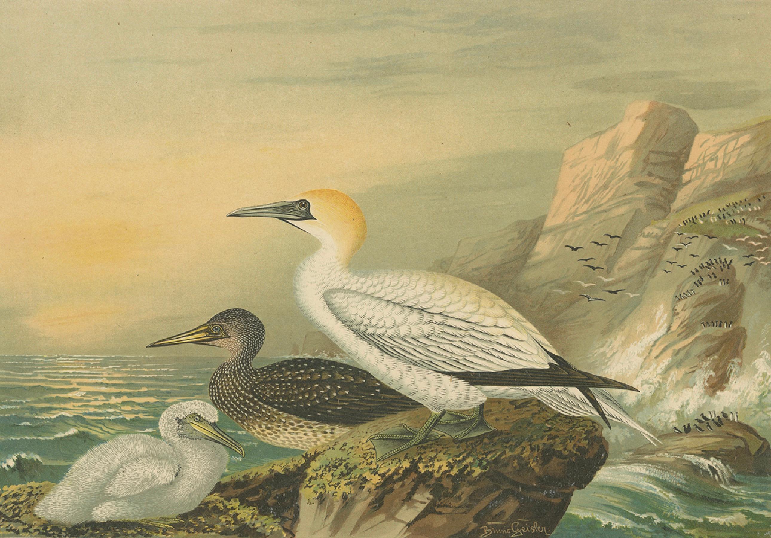 Antique Bird Print of Northern Gannets on Cliffside at Sunset, 19th Century Papel en venta