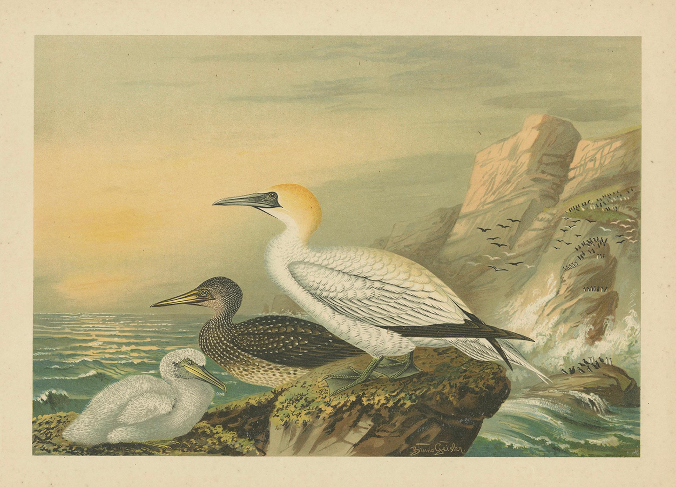 Antique Bird Print of Northern Gannets on Cliffside at Sunset, 19th Century en venta 1