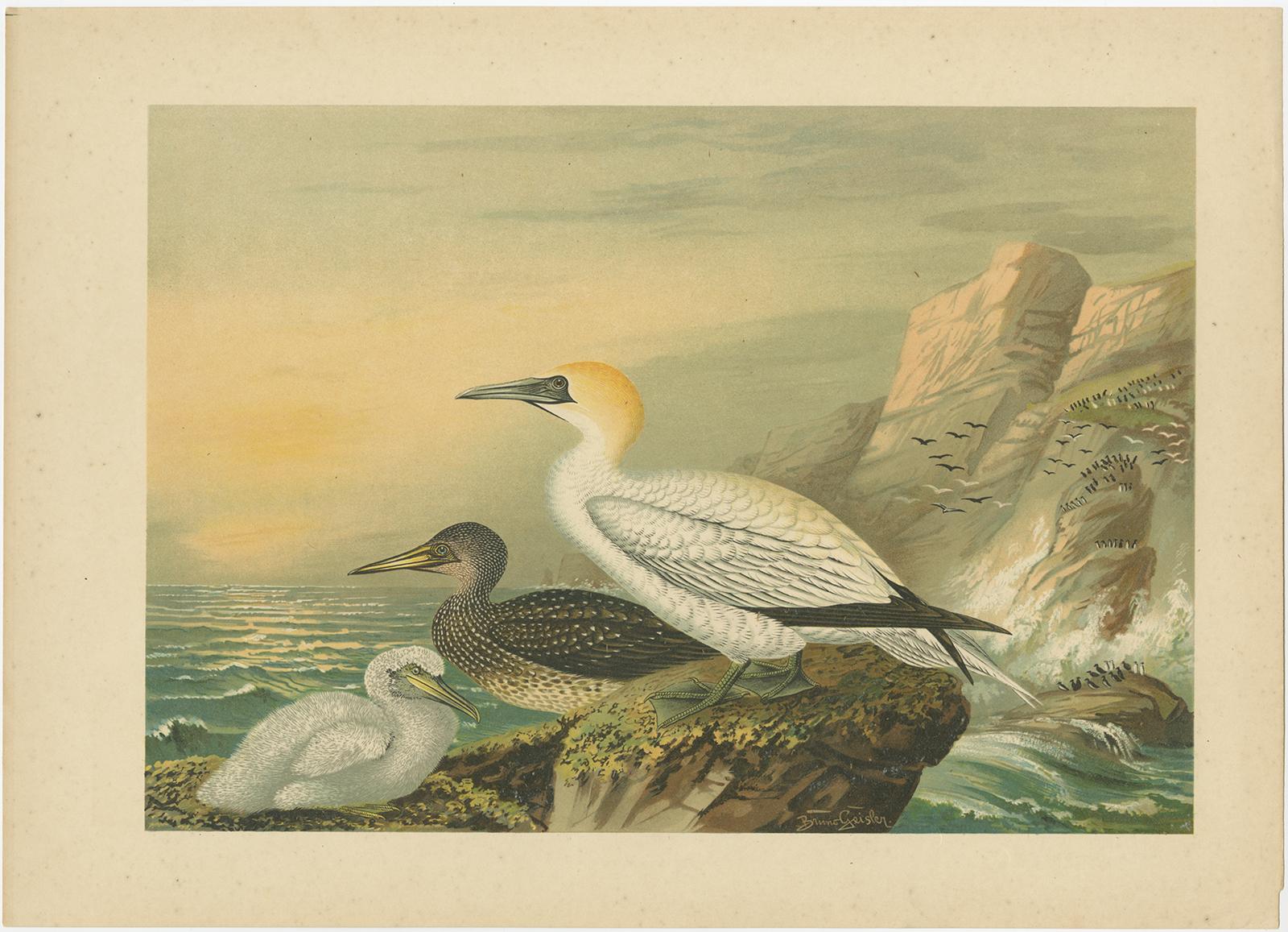 Antique Bird Print of Northern Gannets on Cliffside at Sunset, 19th Century en venta 2